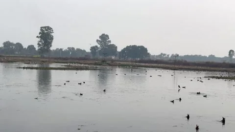 Migratory birds Stock-Footage 324515948