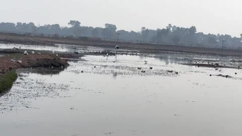 Migratory birds Stock Footage 324515998