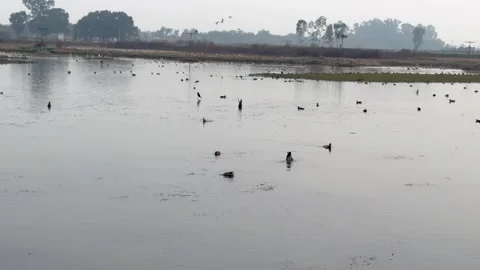 Migratory birds Stock Footage 324516003