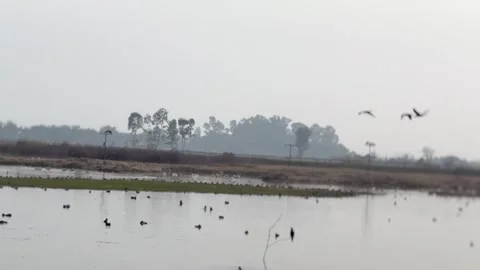 Migratory birds Stock-Footage 324516051