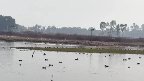 Migratory birds Stock-Footage 324516106