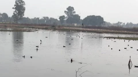 Migratory birds Stock Footage 324516168