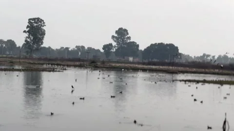 Migratory birds Stock Footage 324516182