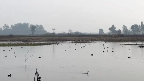 Migratory birds Stock-Footage 324516235