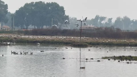 Migratory birds Stock-Footage 324516370