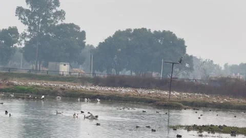 Migratory birds Stock Footage 324516380