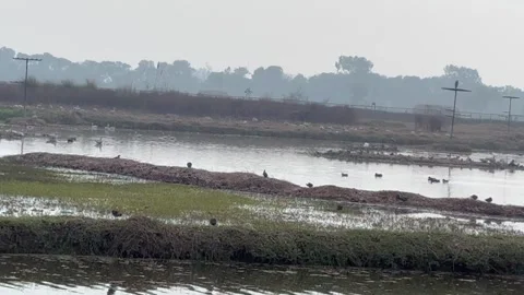 Migratory birds Stock-Footage 324516401