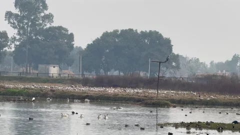 Migratory birds Stock Footage 324516471