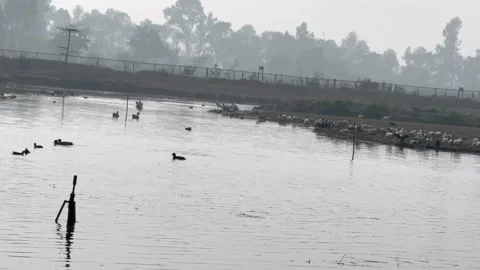 Migratory birds Stock Footage 326483539