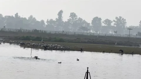 Migratory birds Stock Footage 326483578