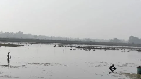 Migratory birds Stock Footage 326483601