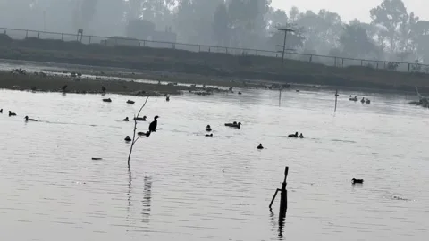 Migratory birds Stock Footage 326483718