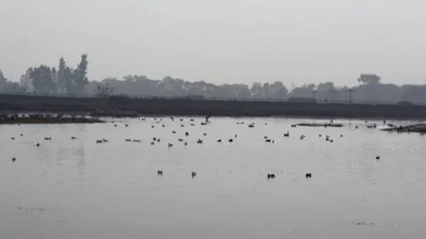 Migratory birds Stock Footage 326483876