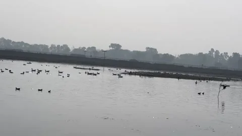 Migratory birds Stock Footage 326483984