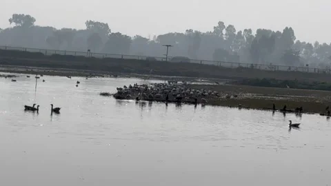 Migratory birds Stock Footage 326483990