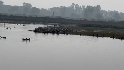 Migratory birds Stock Footage 326483993