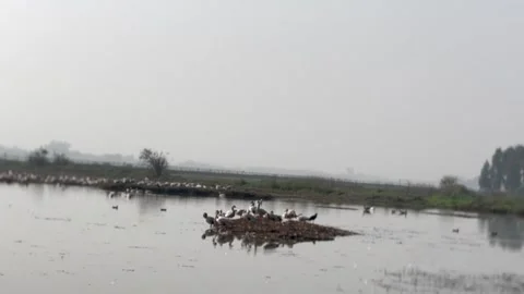 Migratory birds Stock Footage 326484237