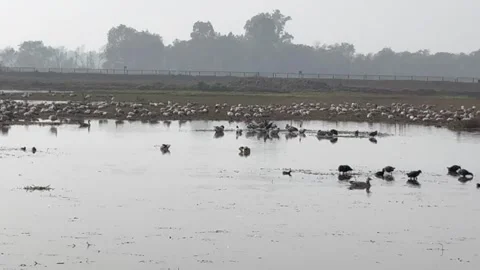 Migratory birds Stock Footage 326484270