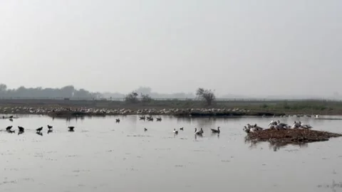 Migratory birds Stock Footage 326484338