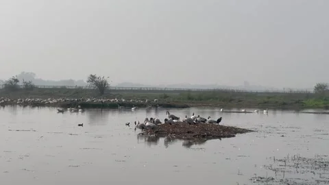 Migratory birds Video stock 326484346