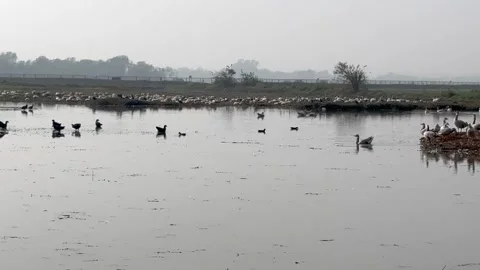 Migratory birds Stock Footage 326484580