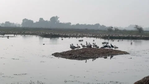 Migratory birds Stock Footage 326484688