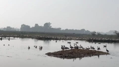 Migratory birds Stock Footage 326484756