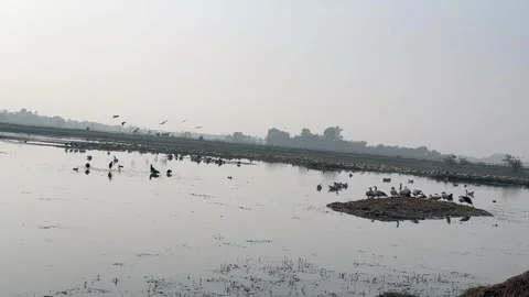 Migratory birds Stock Footage 326484800