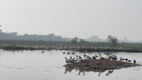 Migratory birds Stock Footage 326484840