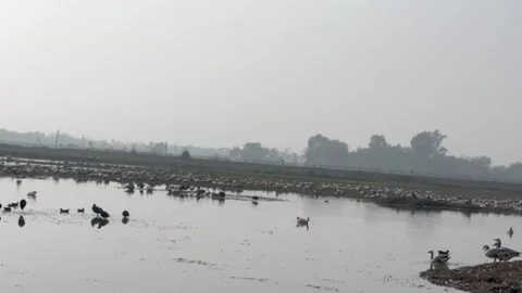 Migratory birds Stock Footage 326484948