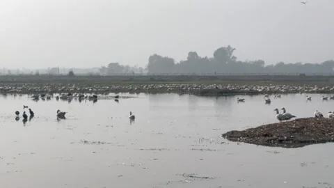 Migratory birds Stock Footage 326485210