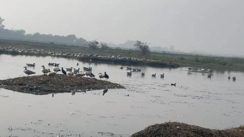 Migratory birds Stock Footage 326485306