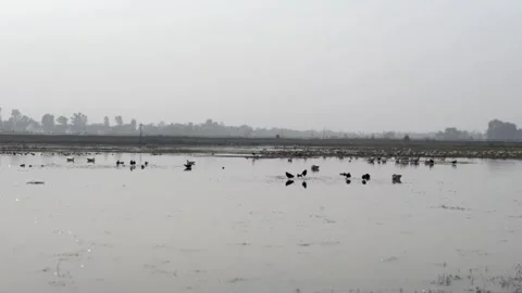 Migratory birds Stock Footage 326485366