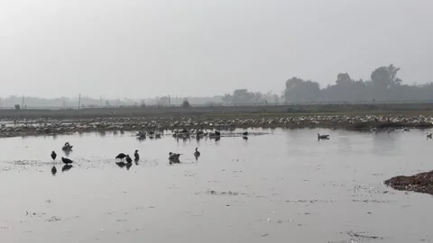 Migratory birds Stock Footage 326485476