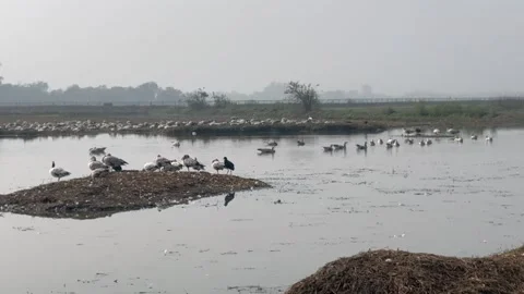 Migratory birds Stock Footage 326485765