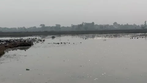 Migratory birds Stock Footage 326485766