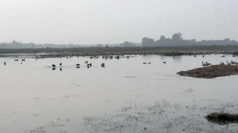 Migratory birds Stock Footage 326485770