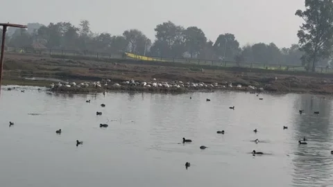 Migratory birds Stock Footage 326486347