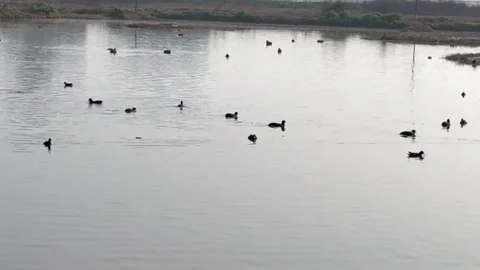 Migratory birds Stock Footage 326486422