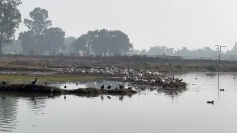 Migratory birds Stock Footage 326486586