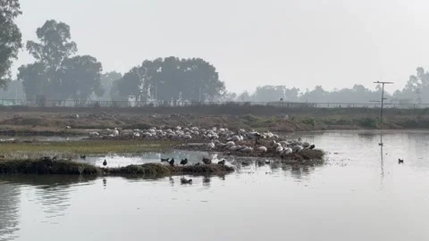 Migratory birds Stock Footage 326486963