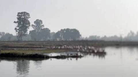 Migratory birds Stock Footage 326486968