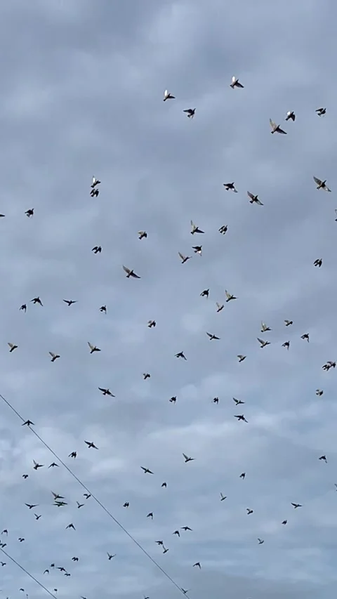 Migratory Birds Formation Stock Footage 242653001