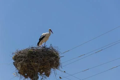 Migratory birds nesting on electric pole, stork, in the spring. Kutahya in Tu Stock Photos