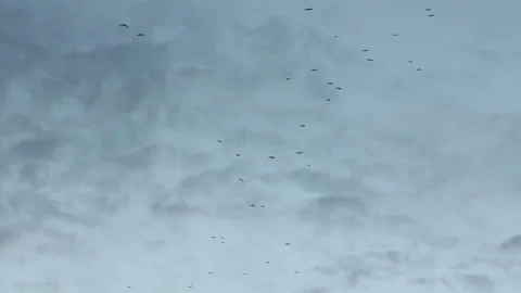 Migratory birds over head Video stock 113522613