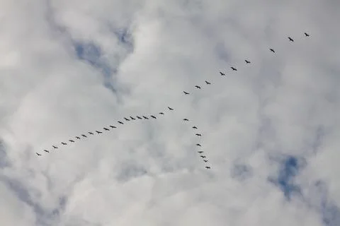 Migratory birds Stock Photos