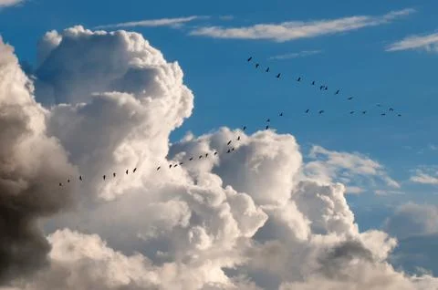 Migratory birds 스톡 사진