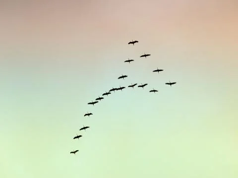 Migratory birds Stock Photos