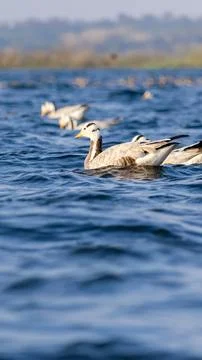 Migratory birds Stock Photos