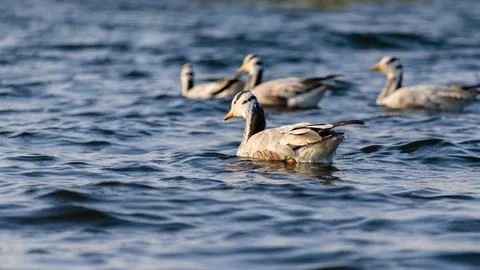 Migratory birds Stock Photos